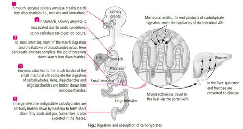 Digestion and absorption of carbohydrates Digestion Of Carbohydrates, Carbohydrate Digestion, Equity Vs Equality, Anatomy Notes, Digestion And Absorption, Biochemistry Notes, Oregano Oil Benefits, Concept Maps, Nurse Study