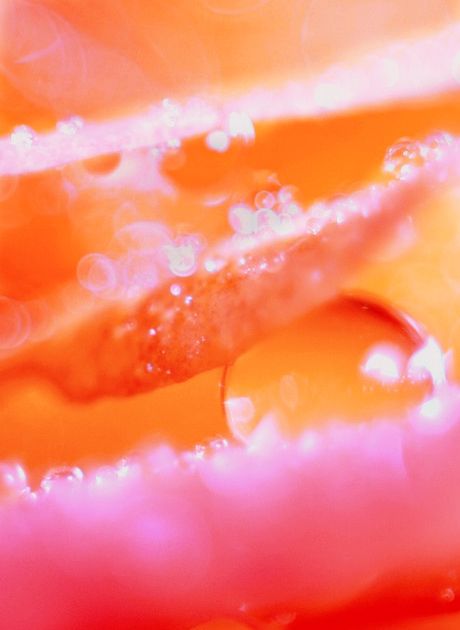 . Drops Of Water, Orange And Pink, Water Drops, Pink Aesthetic, Orange Pink, Pink Orange, Color Inspiration, Pink Yellow, Color Combos