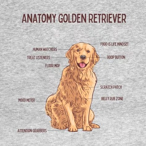 Funny Anatomy Golden Retriever Dog Lover - Golden Retriever Dog Lover - T-Shirt | TeePublic Red Golden Retriever, Dog Art Golden Retriever, Golden Retriever Quotes Funny, Golden Retriever Quotes, Golden Retriever Shirt Ideas, Golden Retriever Art, Golden Retriever Funny, Golden Retriever Being Silly, Golden Life