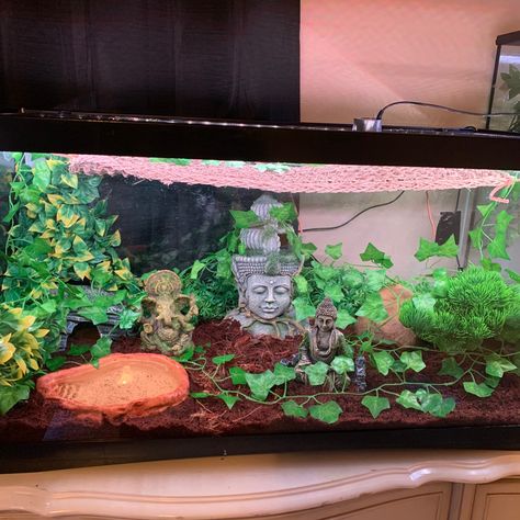 Ball Python Enclosure Ideas Cute, Hall Python Enclosure, Snake Inclosers Ideas, Snake Habitat Ideas Ball Python, Snake Tank Ideas Ball Python, Ball Python Enclosure Ideas 40 Gallon, Snake Enclosure Ideas Ball Python, Bioactive Ball Python Enclosure Ideas, Snake Terrarium Ideas Ball Python