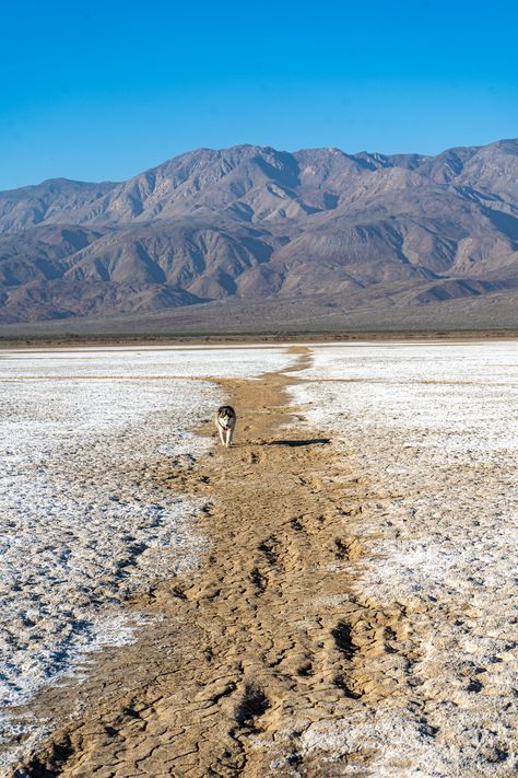 Borrego Springs Ca, Anza Borrego State Park, Ohv Trails, Borrego Springs, Anza Borrego, Salton Sea, Star Tours, Badlands National Park, Us Road Trip