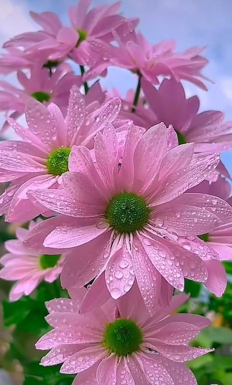 Pretty pink flowers with rain drops Pretty Flowers Pictures, Rose Flower Pictures, Beautiful Flowers Images, Flowers Photography Wallpaper, Beautiful Pink Flowers, Lovely Flowers Wallpaper, Good Morning Images Flowers, Wonderful Flowers, Beautiful Flowers Wallpapers