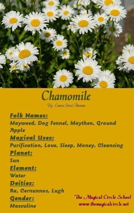 Calming Sleepy Tea | Wiki | 25+ Witch Coven Amino Chamomile Properties, Herbal Grimoire, Magick Herbs, Magical Circle, Magickal Herbs, Witch Herbs, Witch Coven, Witch Garden, Magic Herbs