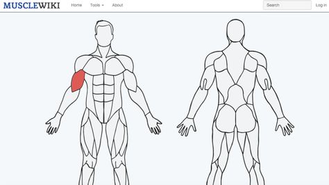 Pick a muscle, any muscle. http://greatist.com/move/this-cool-website-tells-you-exactly-how-to-work-any-muscle Productivity Board, 90s Action Movies, Calorie Calculator, Dog Died, Answer To Life, Virtual Hug, Circuit Workout, Muscle Groups, Go To Sleep