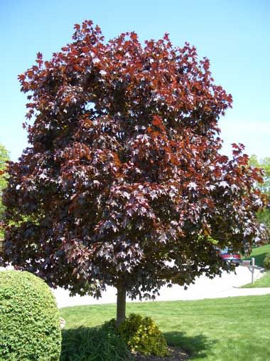 Symmetrical Fashion, Honeycrisp Apple Tree, Blue Star Juniper, Dogwood Shrub, Minnesota Garden, Autumn Blaze Maple, Crimson King, Red Dogwood, Twig Dogwood