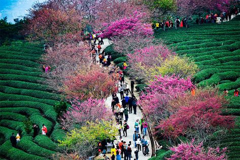 Cherry Blossoms Have Just Bloomed In China, And It's Probably One Of The Most Amazing Sights On The Planet China Spring, Spring In Japan, Blossom Garden, Cherry Blossom Festival, Cherry Blossom Tree, Pink Blossom, Blossom Trees, Spring Blossom, Cherry Tree