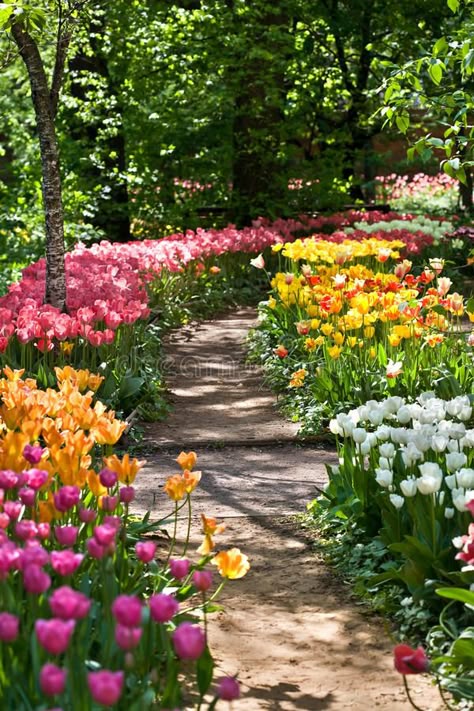 Flower Pathway, Colorful Tulips, Atlanta Botanical Garden, Pretty Garden, Garden Walkway, Tulips Garden, Garden Path, Garden Cottage, Ranunculus