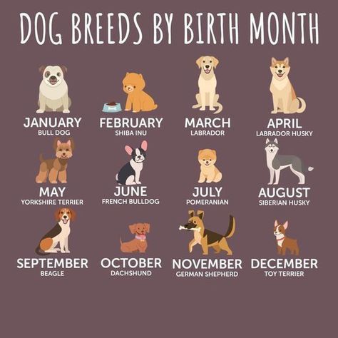 (not my pic) Birth Month, Dog Breed, A Dog, Dog Breeds, Train, Pet, Dogs