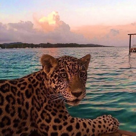 Irrational (@irrationalfashun) • Instagram photos and videos Animal Tumblr, Baby Eyes, Tropical Animals, Animal Planet, Coastal Style, Big Cats, Jaguar, Panther, Cute Cat