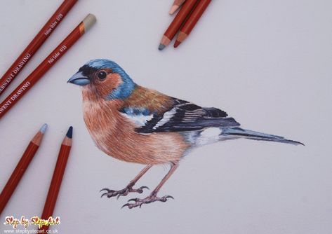 Derwent Drawing Pencils, Step By Step Art Tutorials, Wildlife Drawing, Step By Step Art, Lead Pencils, Muted Colour, Drawing Pencils, Colored Pencil Tutorial, Led Pencils