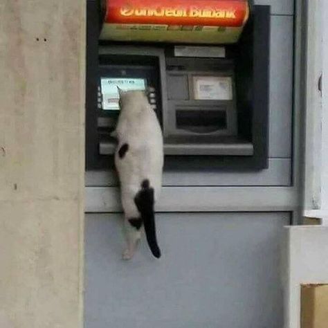 I Need My Money Money Meme, Funniest Pics, Funny Cat Images, Money Cat, Funny Cat Faces, Little Live Pets, Funny Cat Photos, Kitten Love, Funny Cat Memes