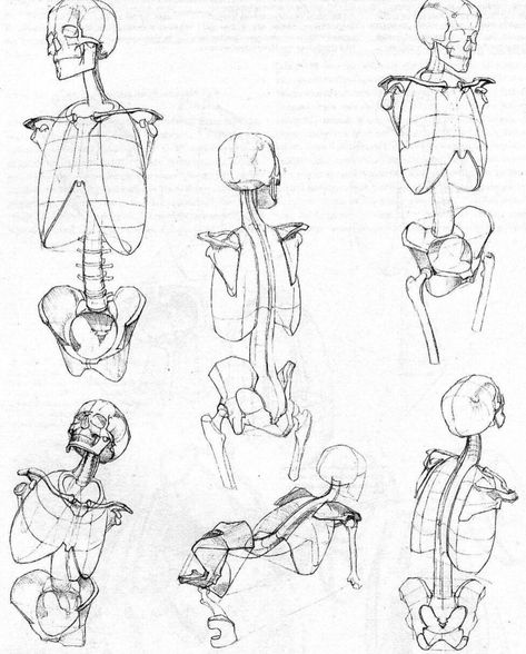 Anatomy of the Human Body. The Skeleton Skeleton Poses Reference Drawing, Morpho Art Book, Ap Sketchbook, Anatomy Construction, Constructive Drawing, People Sketches, Human Skeleton Anatomy, Skeleton Anatomy, Male Anatomy