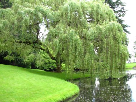 Salix Babylonica, Weeping Willow Tree, Pond Landscaping, Natural Pond, Weeping Willow, Ponds Backyard, Willow Tree, Green Trees, Botany