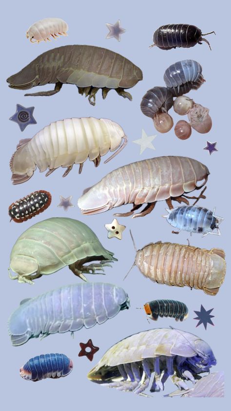 Isopods my beloved <3 #isopod#bugs#iospods#blue#wallpaper Bathynomus Giganteus, Pill Bugs, Giant Isopod, Pill Bug, Cute Bugs, Cool Insects, Baby Bug, Cool Bugs, Roly Poly