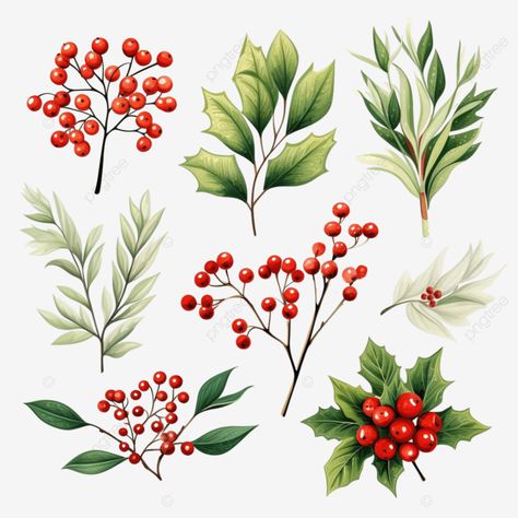 winter foliage floral elements set berry mistletoe holly berry branch festive christmas flower twi Winter Foliage Illustration, Poinsettas Around Christmas Tree, Christmas Foliage Illustration, Christmas Watercolours, Christmas Imagery, Holly Branch, Squirrel Illustration, Holiday Elements, Christmas Foliage