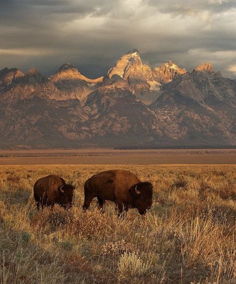 Buffalo Animal, Americana Aesthetic, Mountains Aesthetic, Western Artwork, Seasons Change, Yellowstone National Park, Mountain Range, Western Cowboy, Wild West