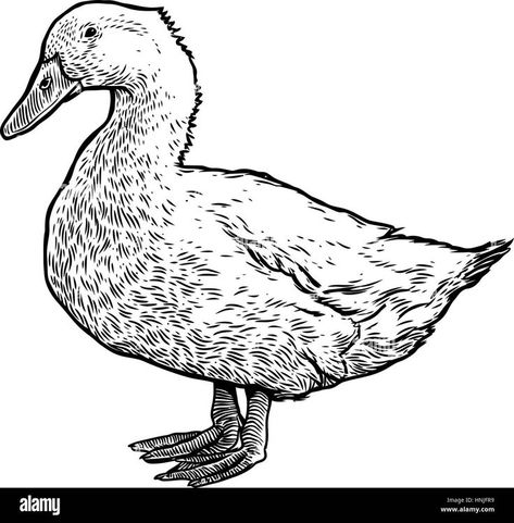 Drawing Of A Duck, Hard Drawings, Duck Illustration, Duck Drawing, Drawing Lines, Black And White Lines, A Duck, White Stock, Illustration Drawing