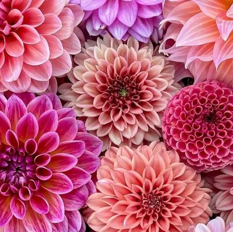 Dahlia Society on Instagram: "From 1 to  5 which one is best for you 🌸🌸😊😊 . Credit : @darcys_dahlias << please visit this account too for more beautiful & amazing dahlias collection.  . . . . #dahlia #dahlias #sunflower #dahliagarden #dahliaseason #dahliaflower #dahliaflowers  #gardenlife #gardeninspiration #gardenlover #dahliaphotography #iisdahlia #dahlia_kingdom #dahlialovers #deardahlia #flowerfarm #floweraddict #dahliasocietyy#dahliapiercings #dahliasommar #dahliatattoo #garden #gardening#dahlialove #dahliasofinstagram" Dahlia Flower Varieties, Flowers Dahlias, Different Types Of Dahlias, Dahlias Photography, Dalia Flower, Dahlia Tattoo, Dahlia Lavender Perfection, Purple Dahlia, Dahlias Garden