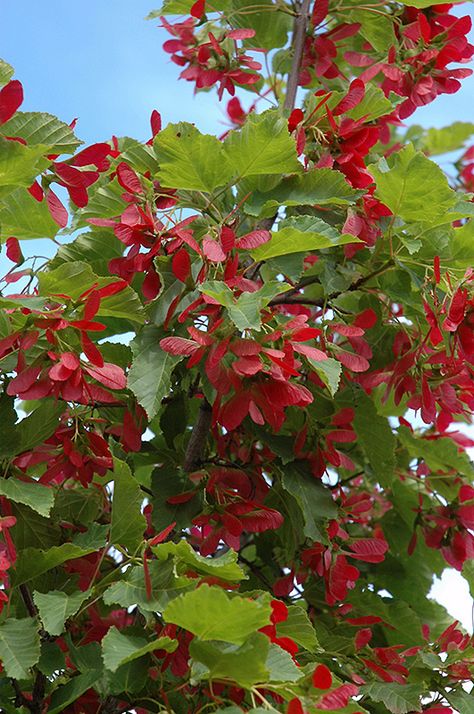 Acer Ginnala, Amur Maple, Ruby Slipper, Nursery Garden, Fruits Photos, Fall Accents, Plant Catalogs, Ruby Slippers, Garden Villa