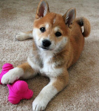 The Pom Shi: A Complete Guide | Doggie Designer Shiba Inu Mix, Pomeranian Mix, Shiba Puppy, Cutest Dog Ever, Shiba Inu Puppy, Japanese Dogs, Dog Teeth Cleaning, Shiba Inu Dog, Dog Images