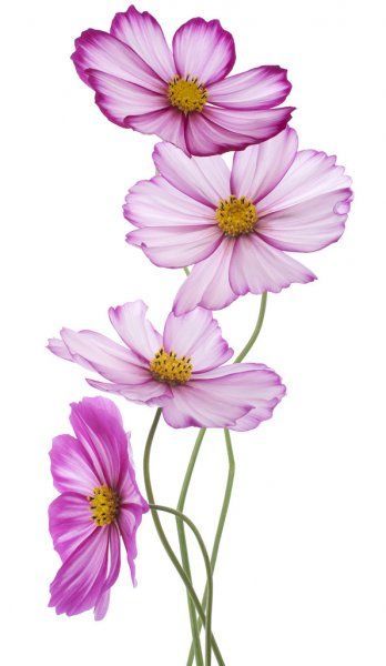 Yandex Images: search for similar images Cosmos Flowers Painting Acrylic, Beautiful Flower Drawings, Flower Drawing Tutorials, Cosmos Flowers, Flower Art Drawing, Illustration Botanique, Diy Watercolor Painting, Flower Sketches, Watercolor Flower Art