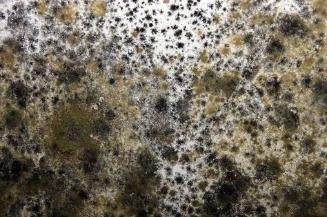 The Dark, Dirty Truth About Household Mold (And How to Rid Yourself of It) Remove Black Mold, Cleaning Vinyl Floors, How To Clean Brick, Toxic Mold, Black Mold, Mildew Remover, Mold Removal, Mold Remediation, Bob Vila