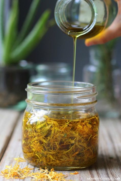 How To Make Calendula Oil (And 5 Ways To Use It) Calendula Oil Benefits, Calendula Oil, Natural Healing Remedies, Natural Therapy, Oil Benefits, Natural Health Remedies, Healing Herbs, Natural Home Remedies, Medicinal Herbs