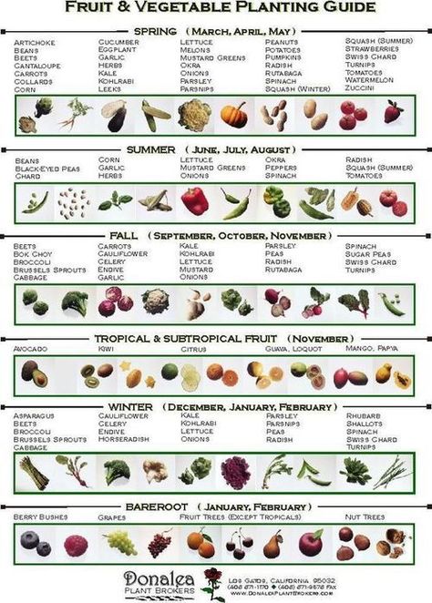 When to plant vegetables.Spring (Sept-Nov), Summer (Dec-Feb), Fall (Mar-May), Winter (June-Aug). #fallvegetablegardening Vegetable Garden Planting Guide, Vegetable Planting Guide, Vegetable Planting, Plant Vegetables, Gardening Services, When To Plant Vegetables, Planting Guide, When To Plant, نباتات منزلية