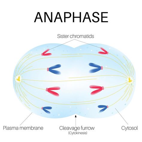 Anaphase is the phase of the cell cycle. Cell Biology Notes, The Cell Cycle, Light Purple Background, Plasma Membrane, Cell Cycle, Cell Division, Biology Lessons, Biology Notes, Cell Biology