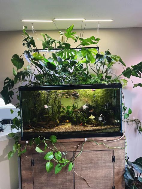 100l Fish Tank Ideas, Aquascape Goldfish Tank, Pathos Fish Tank, Fresh Water Tank Ideas, Aquarium Fish Tank Ideas, Cottagecore Fish Tank, Planted Fish Tank Ideas, Tropical Fish Tank Ideas, 20 Gallon Fish Tank Ideas