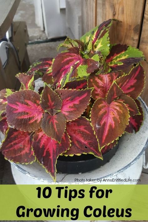 Coleus Plants Landscape, Coleus Planter Ideas, Coleus In Pots, Coleus Garden, Coleus Care, Coleus Plants, Coleus Plant, Indoor Gardening Supplies, Tanaman Pot