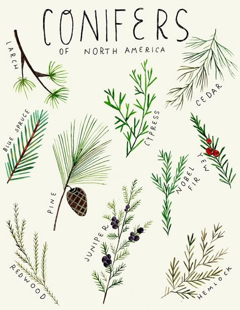 Madison Safer Illustration Pine Illustration, Woodland Logo, Paint N Sip, Winter Illustration, Wild Edibles, Watercolor Sketchbook, Illustration Styles, Watercolor Trees, Watercolor Leaves