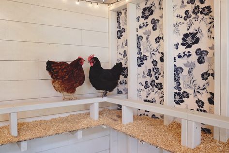 How to Wallpaper a Chicken Coop Chicken Run Plans, How To Wallpaper, Walk In Chicken Run, Coop Decor, Chicken Coop Decor, Chicken Shed, Beats Wallpaper, Plastic Lumber, Backyard Chicken Coop Plans