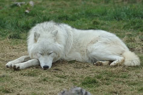 Wolf Lying Down, Wolf Laying Down, Composition Guide, Sleeping Wolf, Wolf Poses, Sleeping Pose, Wolf Clothing, Wolf Photography, Arctic Wolf