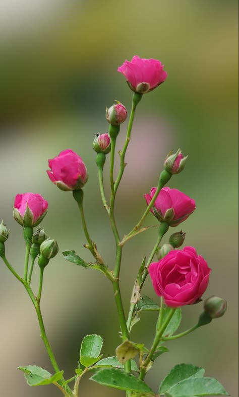 beautiful rose bud.#rose #bud #pink #pinterest #new #nature #follow #1 Flower Drawing Reference, Sugar Flowers Tutorial, Flower Reference, Rock Rose, Pink Pinterest, Study Photos, Flowers Tutorial, Flower Wallpapers, Cute Flower Wallpapers