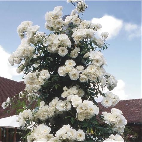 Amazon.com : White Rose Climbing Live Plant,White Climbing Rose, White Rose Bush, White Rose Bushes Ready to Plant, White Rose Bush for Planting : Patio, Lawn & Garden White Rose Bush, Roses Bush, White Climbing Roses, Rose Climbing, Rose Bushes, Climbing Rose, Rose Bush, Climbing Roses, Climbing Plants