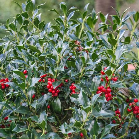 How to grow holly - an expert growing guide | Ideal Home Maine Garden, Ideal Home Magazine, Hedge Plants, Holly Bush, Garden Hedges, Privacy Trees, Natural Fence, Plant Problems, Fast Growing Trees