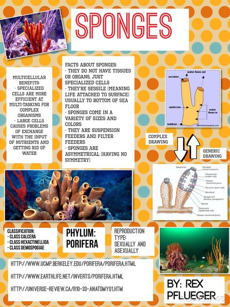 Phylum Porifera Notes, Phylum Porifera, Science Diy, Marine Science, Animal Classification, 8th Grade Science, Science Notes, Biology Notes, Diy Science