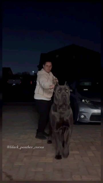 All Black Cane Corso, King Cane Corso, Cane Corso Mixed With Great Dane, Came Corso Aesthetic, Cane Corso And Doberman, Can Corso, Cane Corso Aesthetic, Black Cane Corso Dog, Kane Corso