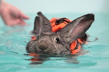 Happy Easter to all those celebrating! And to those who aren't, we hope you enjoy this picture of a #bunny wearing a #lifejacket all the same. Benny And Joon, Giant Rabbit, Go Swimming, Adorable Bunny, Cute Creatures, Cute Bunny, Animals Friends, Beautiful Creatures, Animal Kingdom