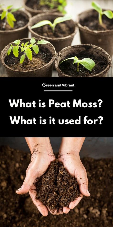 What is Peat Moss? What is it used for? | Trees.com Moss Planter, Peat Soil, Garden Plant Stand, Plant Goals, Plant Benefits, Gardening Landscaping, Hydroponic Growing, Moss Garden, Garden Harvest