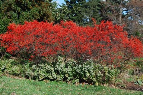 Well, it's not exactly a bloom....but the deciduous holly Sparkleberry, ablaze in berries after the leaves have fallen. photo by Adrian Higgins The @Washington Post Winterberry Bush, Winterberry Holly, Holly Shrub, Decorative Plants, Winter Berries, Winter Red, Smart Garden, Self Watering Planter, Woodland Garden