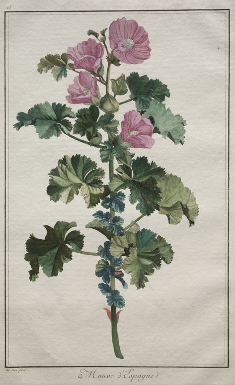 Malva Moschata, Dark Pink Flowers, Musk Mallow, Scented Flowers, Mallow Flower, Flower Colour, Cleveland Museum Of Art, Wild Edibles, 500 Piece Jigsaw Puzzles