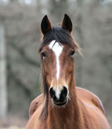 Horse Head Front View, Dog Rest In Peace, Head Front View, Head Proportions, Baby Boy 1st Birthday Party, Jack Russell Dogs, Bedroom Eyes, Horse Face, All About Horses