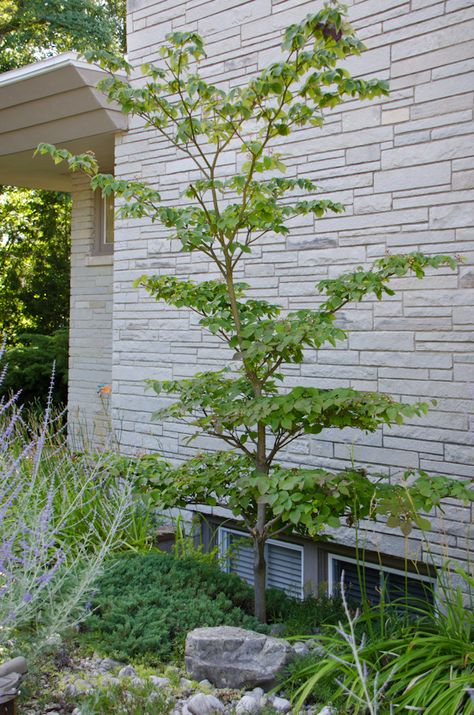 Pagoda dogwood (cornus alternifolia) Pagoda Dogwood Tree, Cornus Alternifolia, Cottage Yard, Fairy Garden Drawing, Pagoda Dogwood, Plant Reference, Small Trees For Garden, Sloped Garden, Garden Drawing