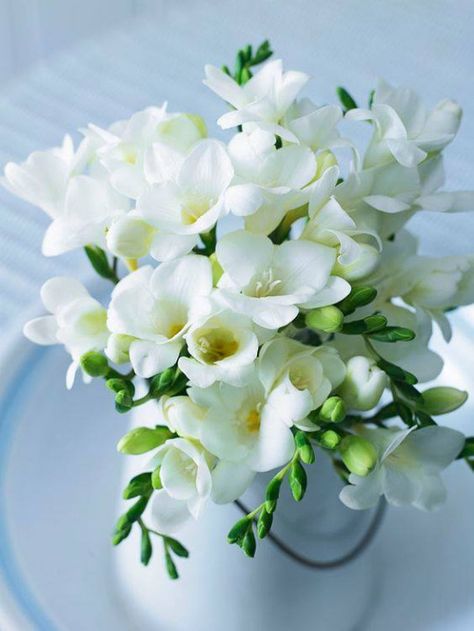 namk1.tumbler.com Freesia Bouquet, Freesia Flowers, White Flower Arrangements, Deco Floral, Beautiful Rose Flowers, Beautiful Flowers Pictures, Exotic Flowers, Flower Beauty, Beautiful Blooms