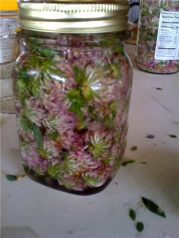 White Clover Tincture, Red Clover Jelly Recipe, Red Clover Tincture, Forage Recipes, Foraging Plants, Trifolium Pratense, Herbal Diy, Norse Paganism, Tinctures Recipes