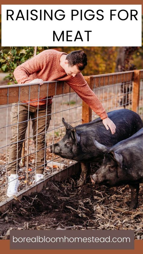 Curious about raising pigs on a homestead? Learn more about our journey filled with rewarding experiences, heartfelt connections, and delicious results. See how we embrace the joys and challenges, and how raising pigs can deepen your bond with sustainable living. Whether you're a seasoned homesteader or a curious beginner, this guide is your gateway to a fulfilling lifestyle! Raising Hogs For Meat, Raising Pigs For Meat Small Farm, Pig Fencing Ideas, Pastured Pigs, Hog Farm, Homesteading Animals, Raising Pigs, Homestead Animals, Hobby Farming