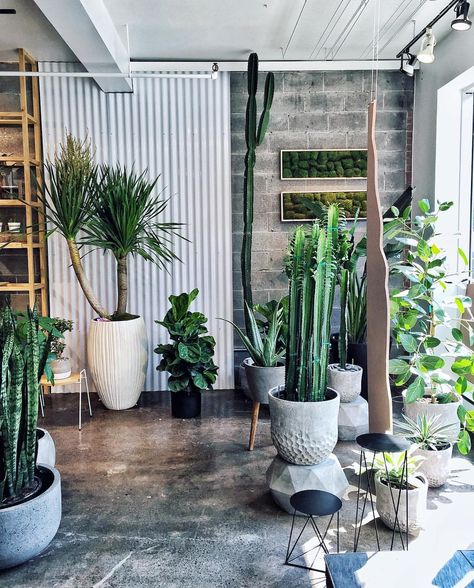 652 Likes, 26 Comments - Kelly Lack (@kellyalack) on Instagram: “Across the street from our @Airbnb is this INSANE plant store @vertuosemontreal.” Houseplants Decor, Apartment Gardening, White Loft, Inside Decor, Minimalist Apartment, Plant Decor Indoor, Indoor Jungle, Happy House, Apartment Garden