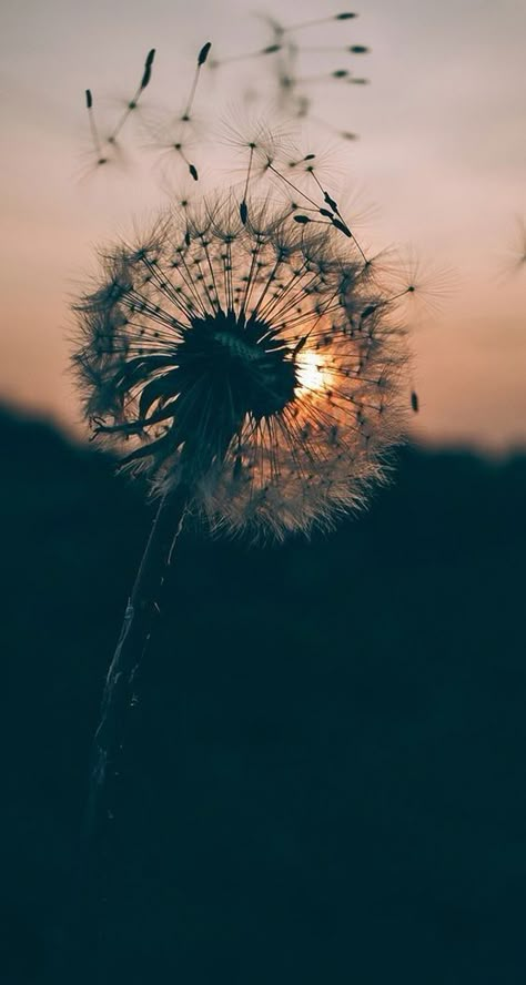 Ios 11 Wallpaper, Funny Vine, Dandelion Wallpaper, A Dandelion, Wallpaper Disney, Flowers Background, Image Nature, Wallpaper Tumblr, Trendy Flowers